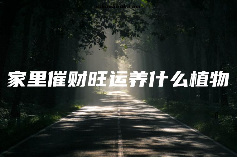 家里催财旺运养什么植物