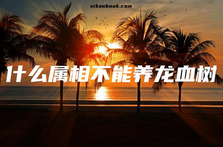 什么属相不能养龙血树